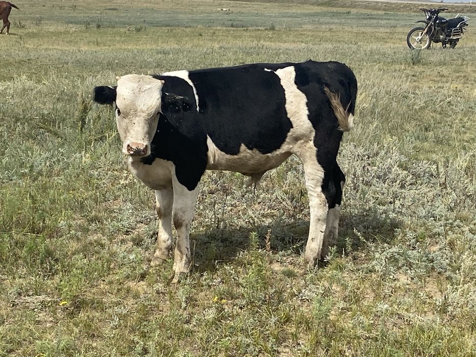 бұзаулар сатылады