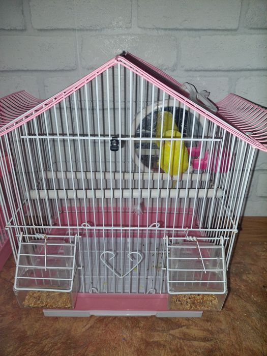 Продам папугайа.