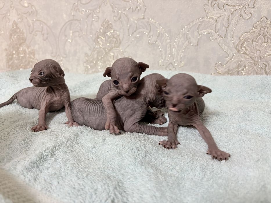 Продам котят породы сфинкс