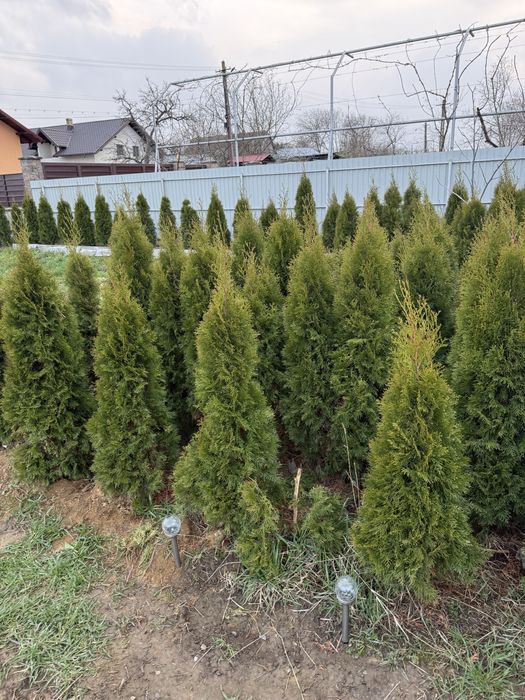 Vand Tuia Smarald - Calitate Superioara (100 - 120 cm