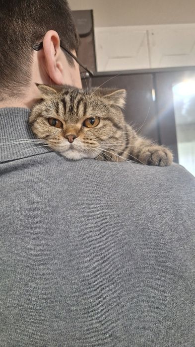 Skotsh fold qiz bola