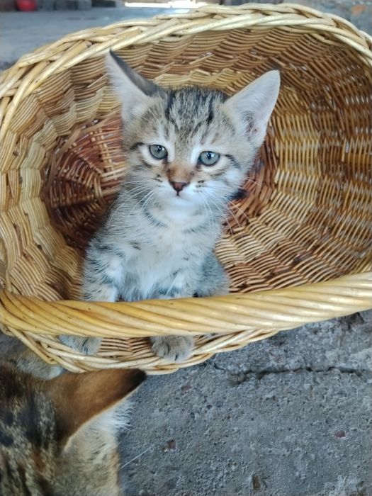 отдадим котят в хорошие руки!