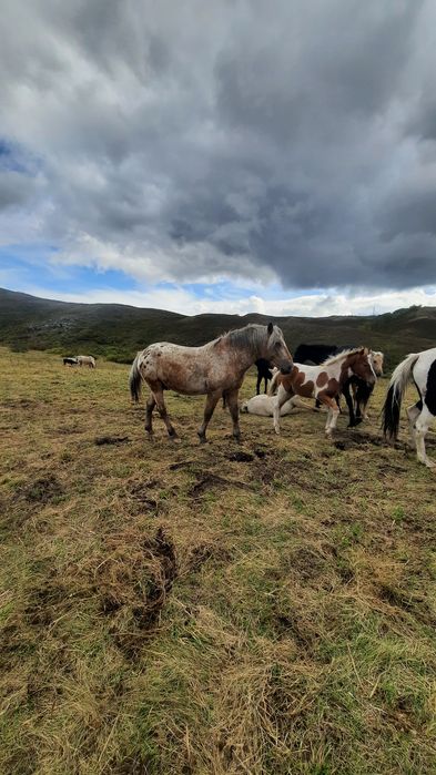 Жеребец минги жуас