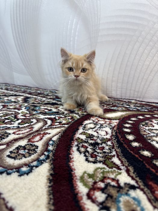 Britanskaya catt
