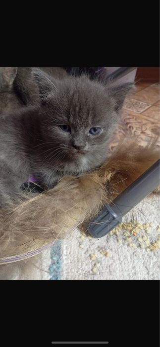 Котят в добрые руки