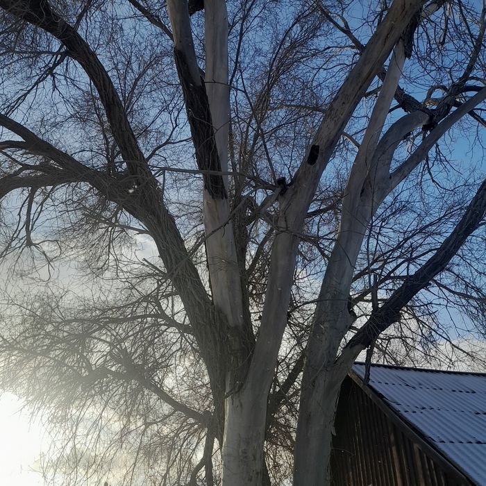 Отдам дерево .карагач