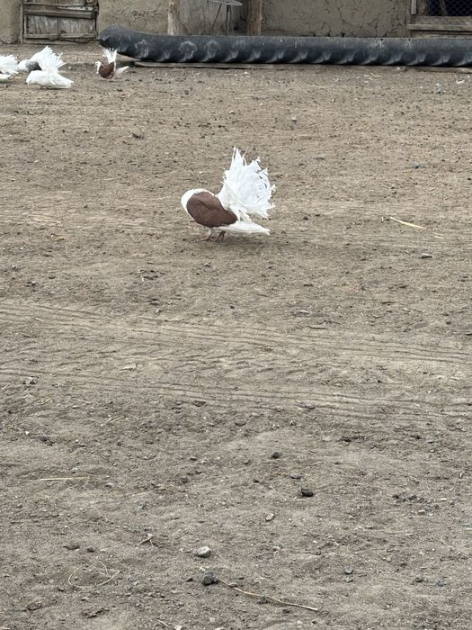 Павлин с гарантией