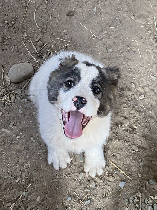 Сын азура продается 3 месяц обосованый