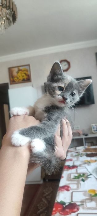 Котенок в добрые руки