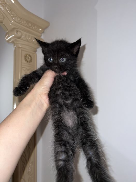 Котёнок Мейн Кун Чёрный Дым