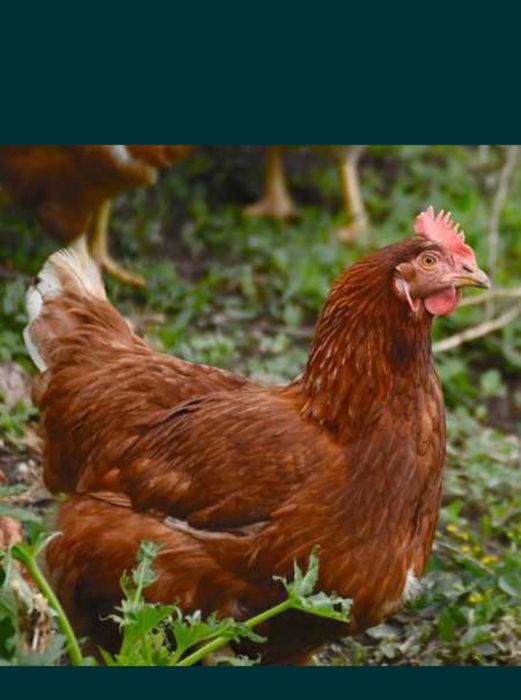 Инкубаторный яйцо