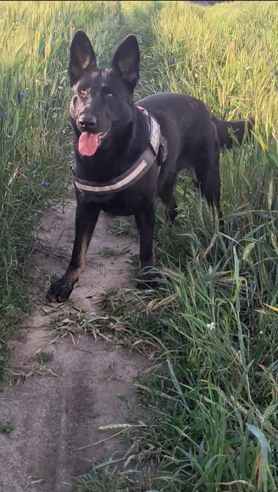 Femela Ciobanesc german, pedigree, 1,8 ani