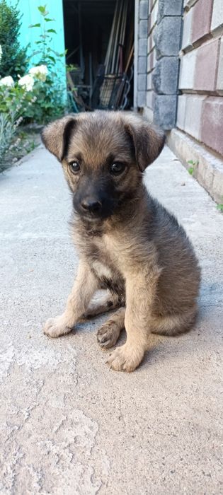 Щенок девочка 2 месяца.