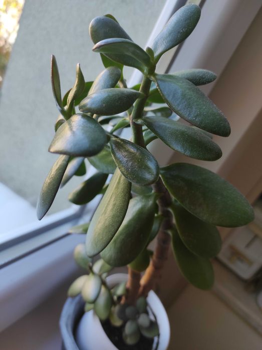 Красула, дървото на живота,различни по възраст,размерикрасиви растения