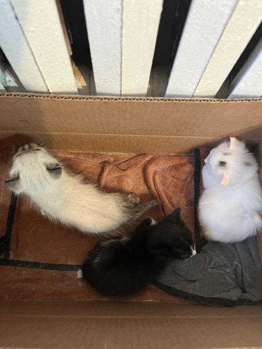 Котята 1 мальчик 2девочки