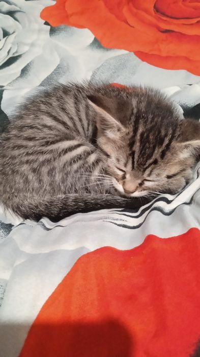 Котята крысоловы