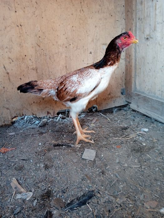 Продам дакан курицу