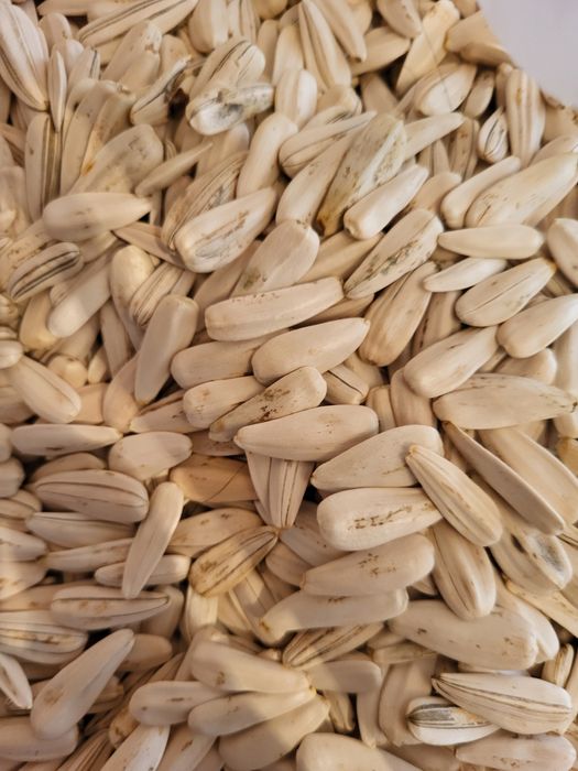 Отборные семечки