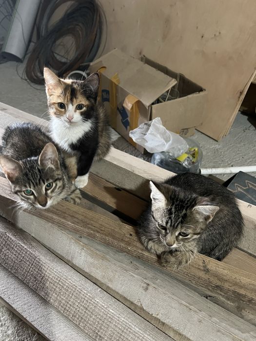 Беспоатно котята