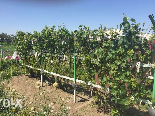 Продам дачу с/о Рябинушка