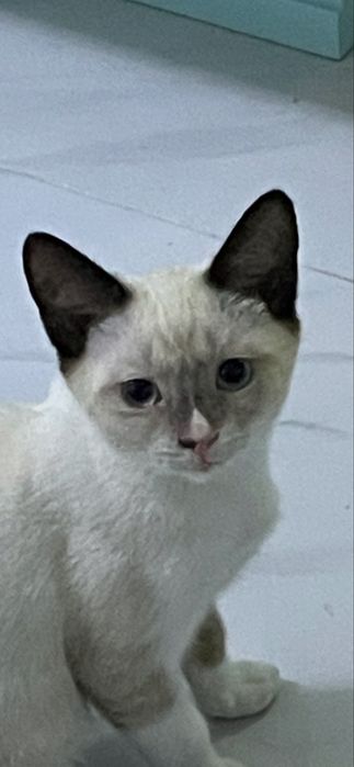 Котенок мальчик 4 мес