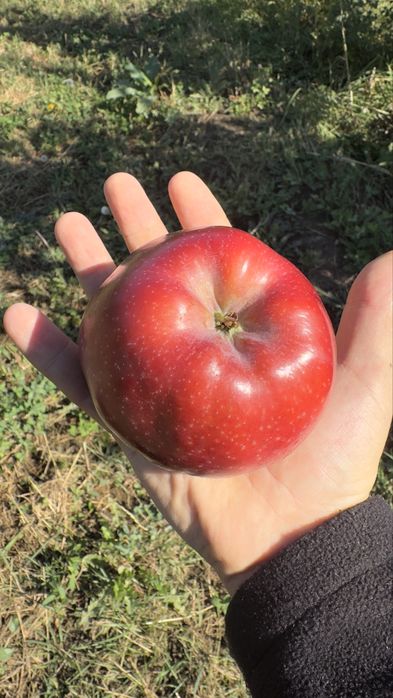 Яблоневый сад (apple garden)