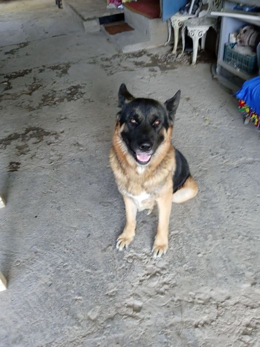 Пропала собака. Немец