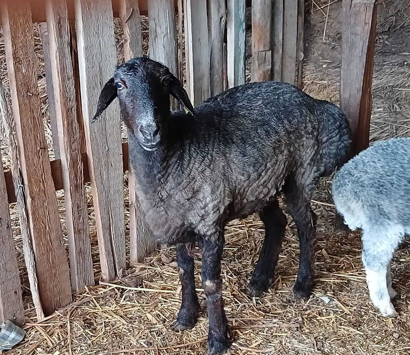 Семіз қой сатылады