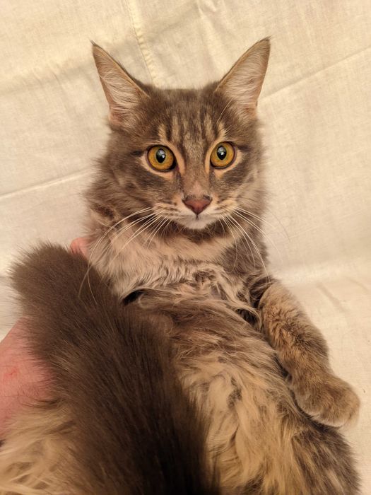 Кошка. Кот. Mushuk. Мушук.