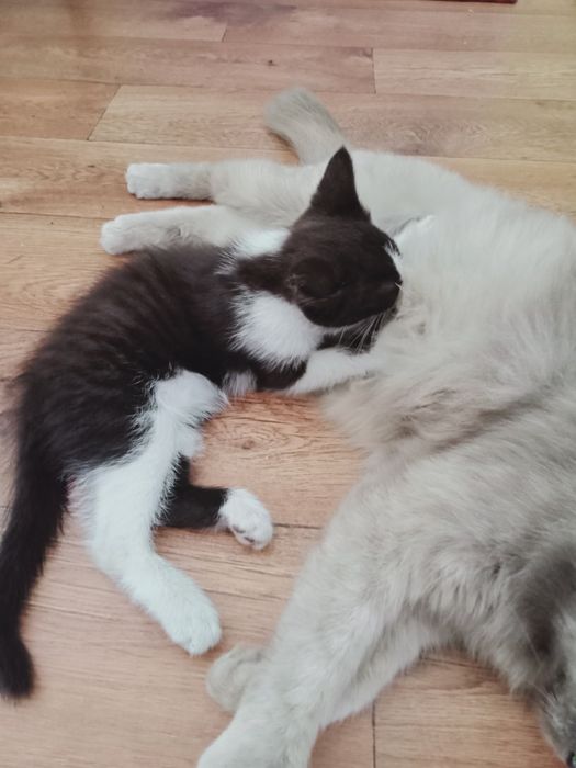 Котенок в добрые добрые руки