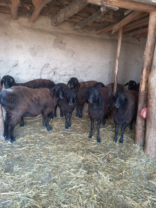 Hizori qõylar 1 qoringa buğoz