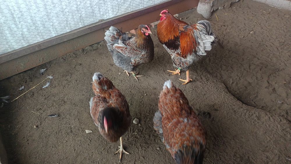 Oua incubat Wyandotte