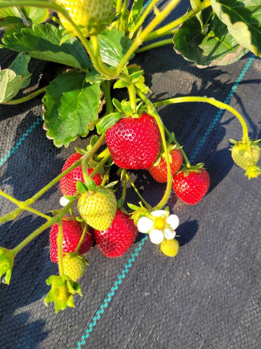 Stoloni capsuni remontant