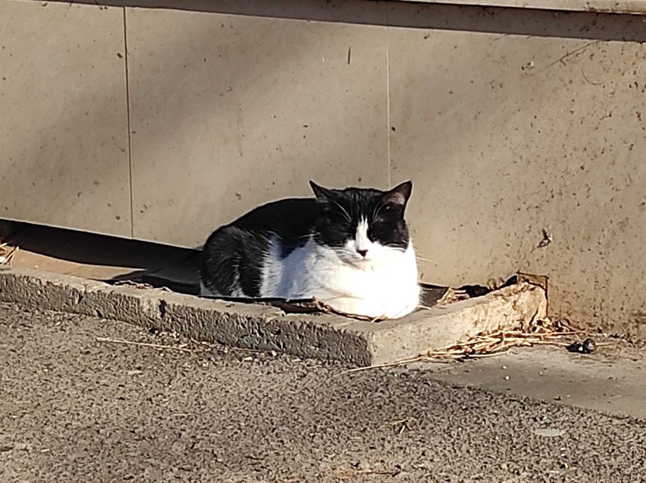 Доли, 2-годишна, супер социална, търси дом!