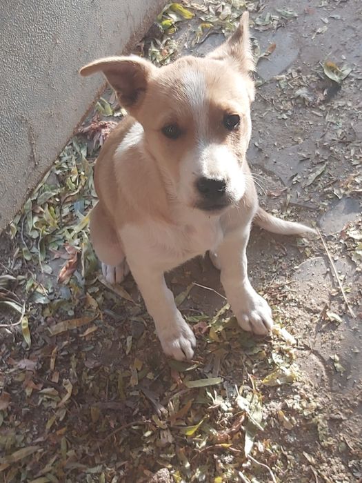 Ищем дом для малышки