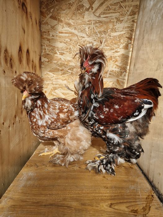 Oua pentru incubat gaini Strumski