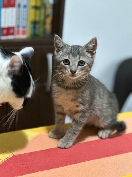Pisic spre Adoptie