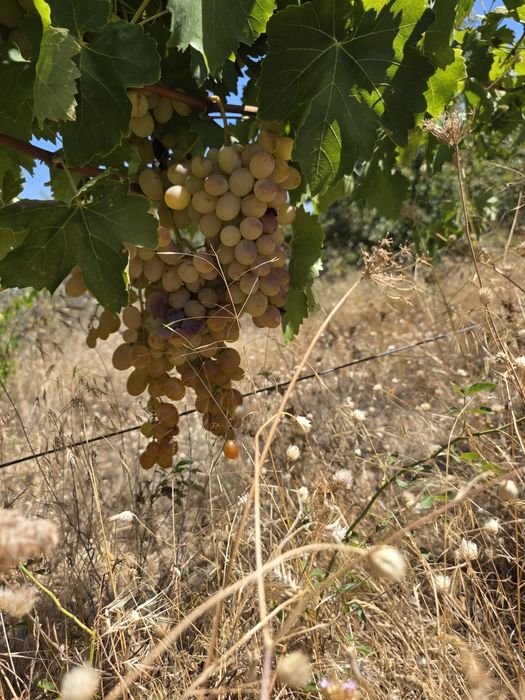 Продавам афузалия