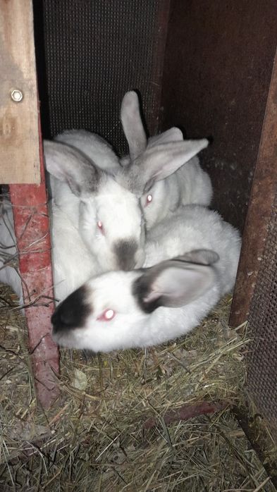 Продам кроликов 9 штук
