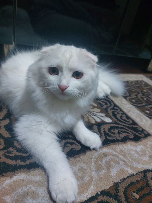 Продаётся Чисто Белая Вислоухая
