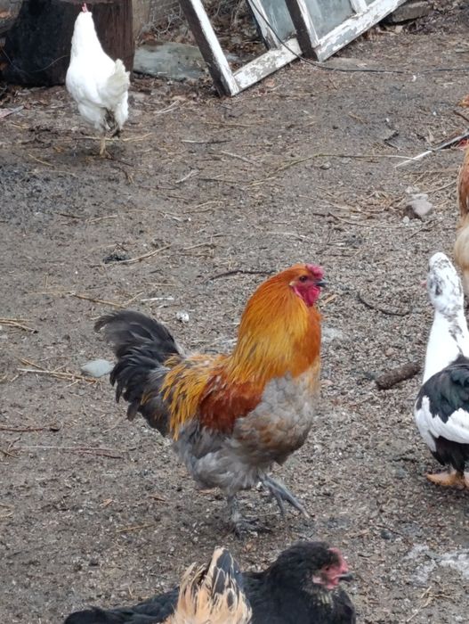 Петух домашний, красивый