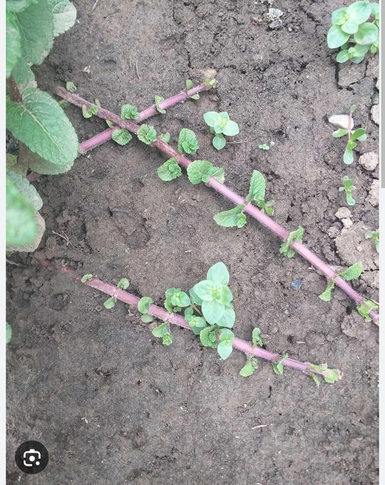 Stoloni mentă olandeză