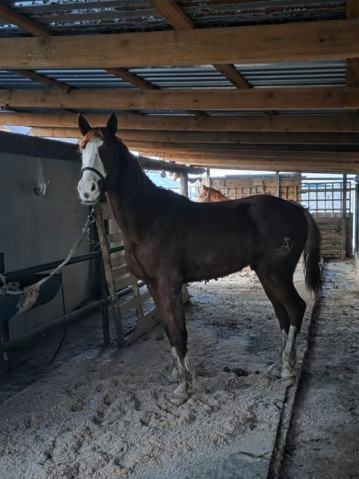 Екі жасар құнан сатылады