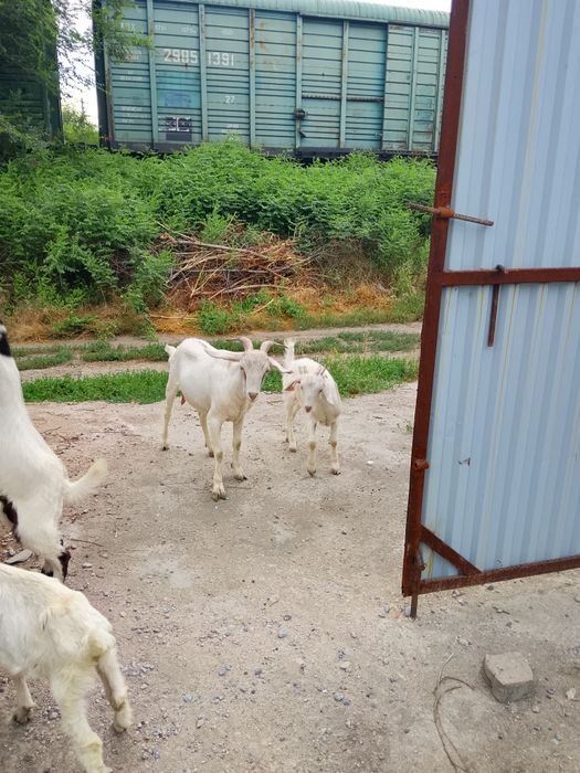 Продам козу первый окот