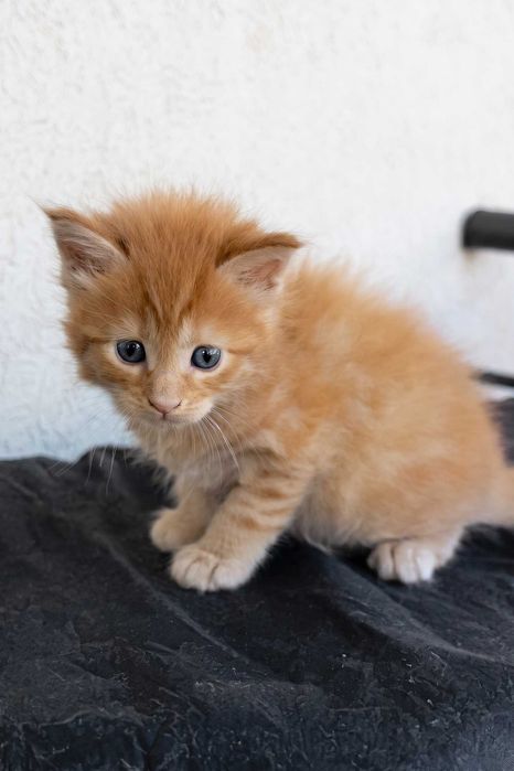 Maine Coon Felisa Lynx Rune Code Diesel – Micuțul titan cu pedigree de elită și o blândețe rară