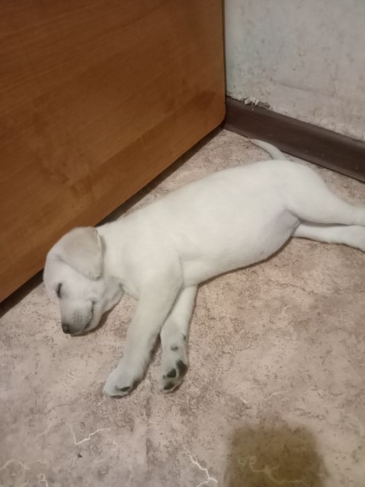 Лабрадор девочка