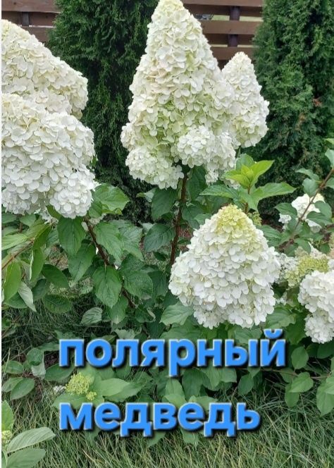 Гортензии  метельчатые