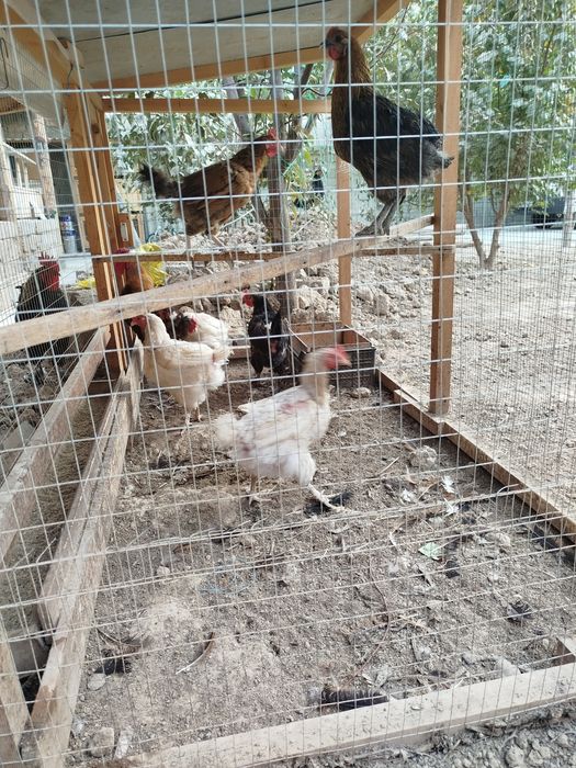 Uy tovuqlari 1.5 yillik