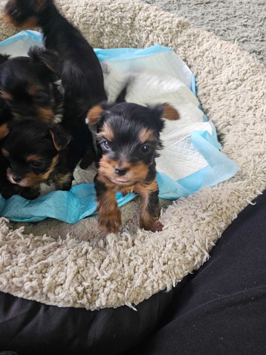 Мини Йоркширски Териер