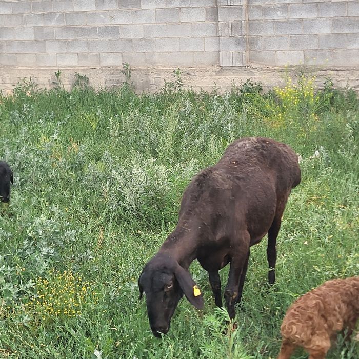 Продам 6 голов Арашан